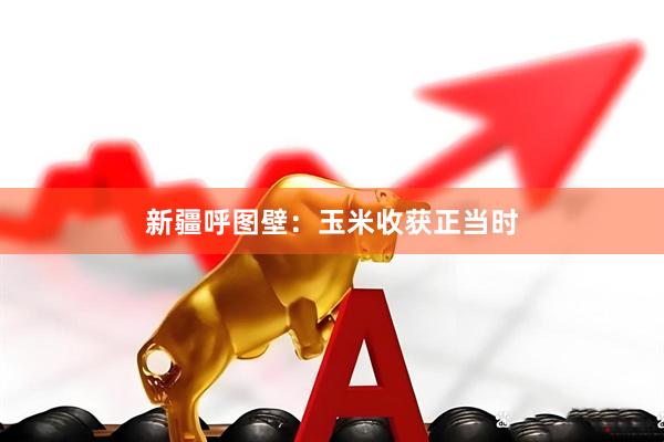 新疆呼图壁：玉米收获正当时